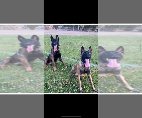 Medium Photo #9 Belgian Malinois Puppy For Sale in LOS ANGELES, CA, USA