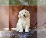 Small Photo #4 Golden Retriever Puppy For Sale in WESLEY CHAPEL, FL, USA