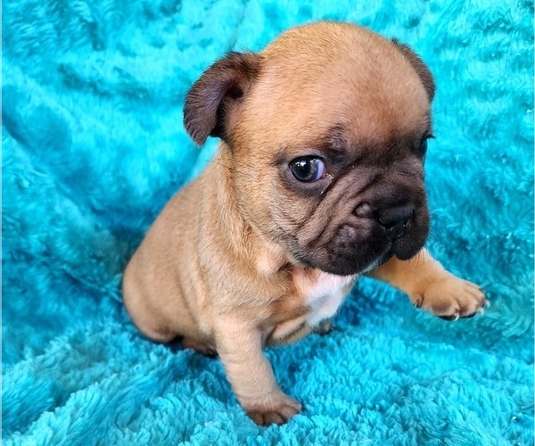 Medium Photo #7 French Bulldog Puppy For Sale in LAS VEGAS, NV, USA