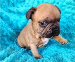 Small #6 French Bulldog