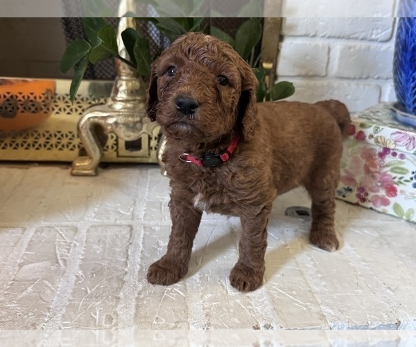 Medium Photo #3 Goldendoodle Puppy For Sale in CINCINNATI, OH, USA