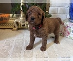 Litter of 9 - Male(s) and Female(s) GoldendoodleLitter of Puppies for Sale - Photo #3