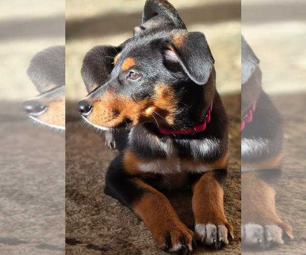 Medium Photo #4 Doberman Pinscher-Unknown Mix Puppy For Sale in Buffalo, MN, USA
