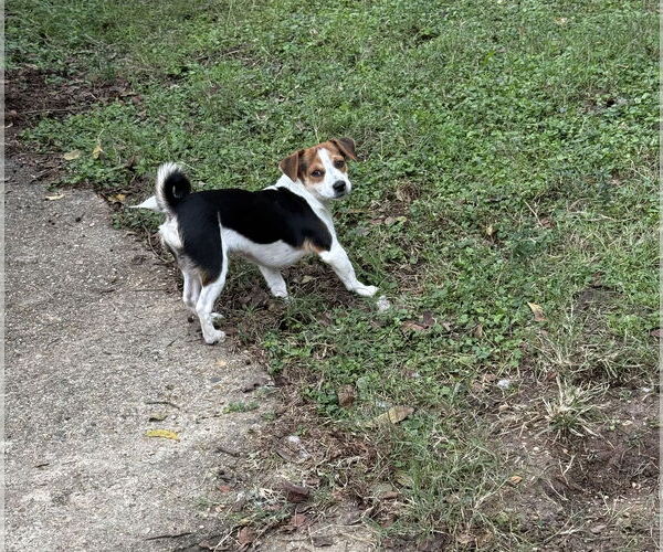 Medium Photo #2 Beagle Puppy For Sale in Oakhurst, NJ, USA