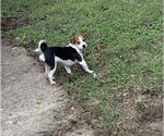 Small #1 Beagle