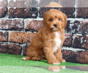 Cavapoo Puppy for sale in BEL AIR, MD, USA