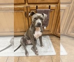 Small Photo #1 American Pit Bull Terrier Puppy For Sale in GRAVETTE, AR, USA