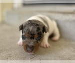 Small #6 Jack Russell Terrier