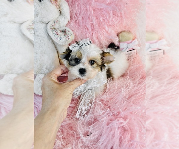 Medium Photo #19 Yorkshire Terrier Puppy For Sale in MIAMI, FL, USA