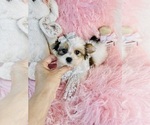 Small #18 Yorkshire Terrier