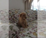 Small #8 Golden Retriever