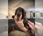 Puppy Tux Dachshund