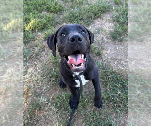 Medium Photo #1 Labrador Retriever-Unknown Mix Puppy For Sale in Evansville, IN, USA