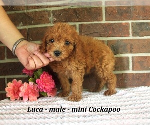 Cockapoo (Miniature) Puppy for sale in CLARKRANGE, TN, USA