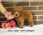 Small Cockapoo (Miniature)