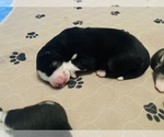 Small Photo #5 Siberian Husky Puppy For Sale in BAKERSFIELD, CA, USA
