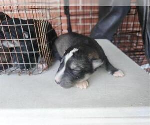 Labrador Retriever-Unknown Mix Dogs for adoption in Houston, TX, USA