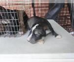 Small Labrador Retriever Mix