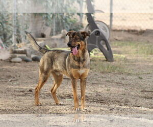 Mutt Dogs for adoption in El Centro, CA, USA