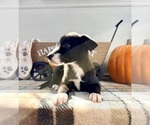 Small #4 Border Collie