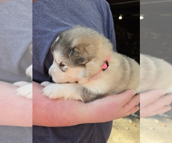 Medium Photo #5 Alaskan Malamute Puppy For Sale in CRIVITZ, WI, USA