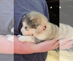 Small #4 Alaskan Malamute