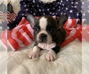 French Bulldog Puppy for sale in JOHNS ISLAND, SC, USA