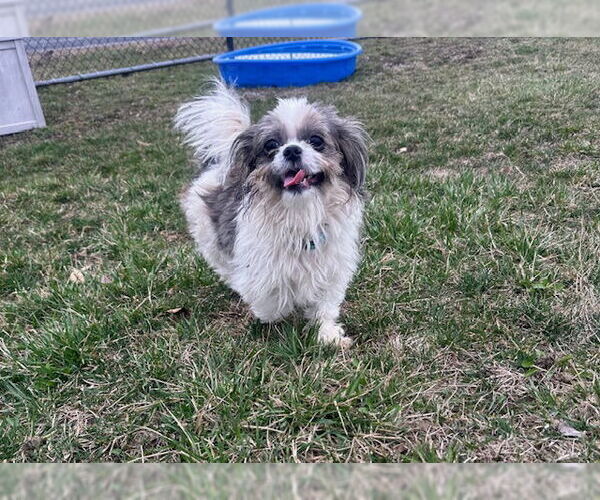 Medium Photo #1 Shih Tzu Puppy For Sale in Fort Wayne, IN, USA