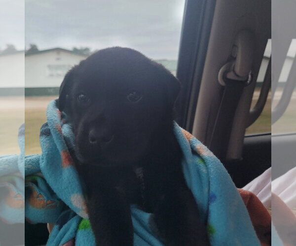 Medium Photo #1 Mutt Puppy For Sale in New London, WI, USA