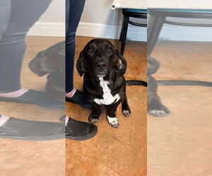 Basset Hound-Labrador Retriever Mix Dogs for adoption in Bolivar, MO, USA