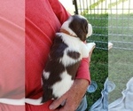 Small Photo #8 English Springer Spaniel Puppy For Sale in TENINO, WA, USA