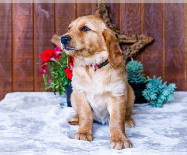 Medium Photo #10 Golden Retriever Puppy For Sale in WAKARUSA, IN, USA