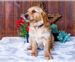 Small Photo #10 Golden Retriever Puppy For Sale in WAKARUSA, IN, USA
