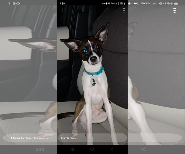 Medium Photo #1 Rat-Cha Puppy For Sale in McDonough, GA, USA