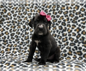 Great Dane Puppy for sale in LAKELAND, FL, USA