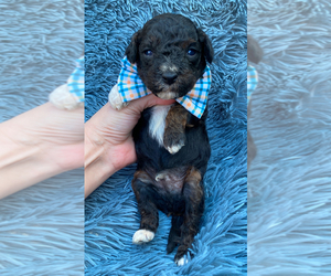 Cavapoo Puppy for sale in CAMPBELLSVILLE, KY, USA