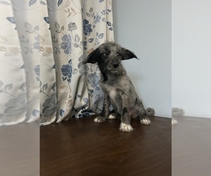 Cockapoo (Miniature) Puppy for sale in DURHAM, CT, USA