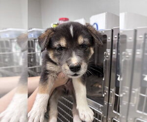 Chow Chow-Unknown Mix Dogs for adoption in Oklahoma City, OK, USA
