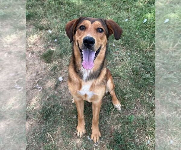 Medium Photo #1 Mutt Puppy For Sale in Evansville, IN, USA