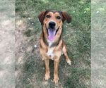 Glimmer - Female Mutt Dog for Adoption - Small photo