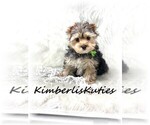 Small #1 Yorkshire Terrier