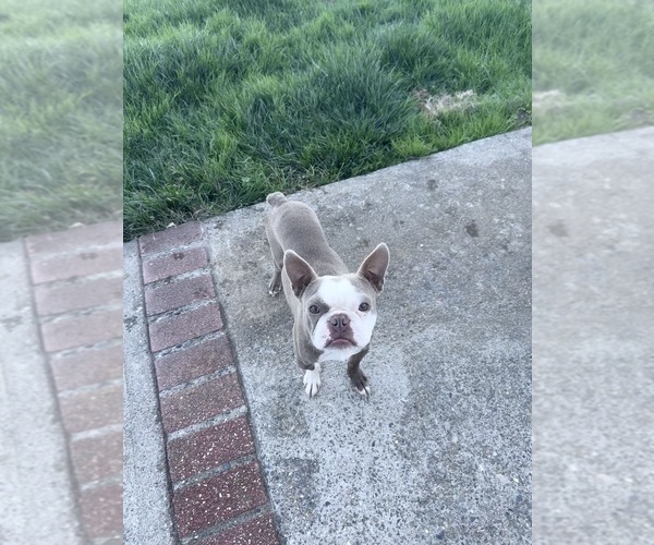 Medium Photo #1 Boston Terrier Puppy For Sale in OROVILLE, CA, USA