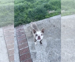Father of the Boston Terrier puppies born on 06/01/2026