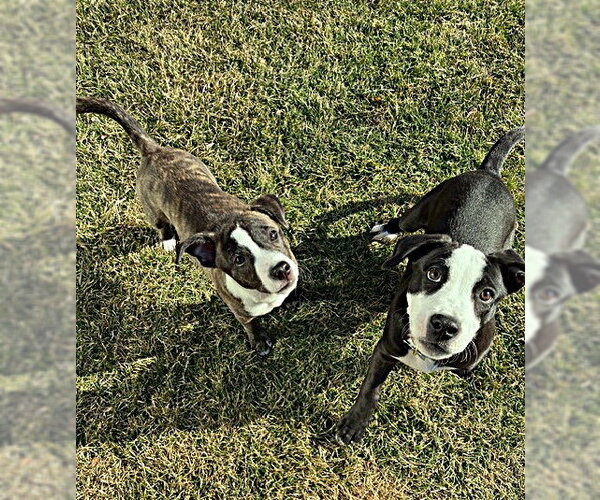 Medium Photo #17 Mutt Puppy For Sale in Plainfield, IL, USA