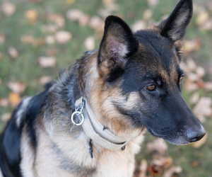 Mother of the German Shepherd Dog puppies born on 08/14/2025