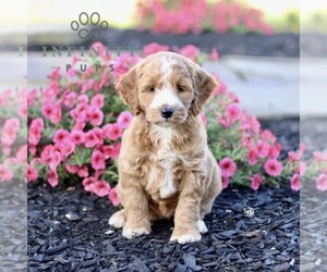 Goldendoodle (Miniature) Puppy for sale in GORDONVILLE, PA, USA