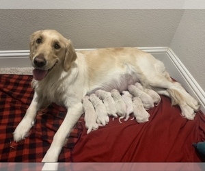 Mother of the Golden Retriever puppies born on 11/09/2022