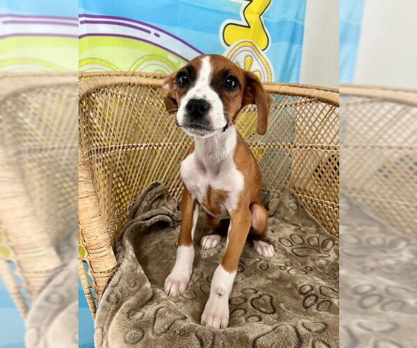 Medium Photo #1 Boxer-Unknown Mix Puppy For Sale in Bellevue, WA, USA
