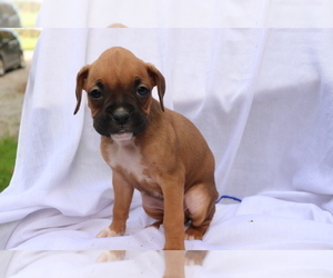 Boxer Puppy for sale in SHILOH, OH, USA