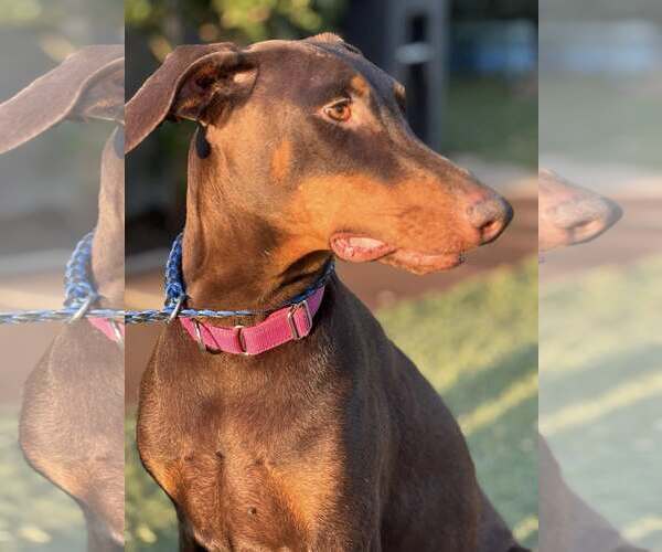 Medium Photo #5 Doberman Pinscher Puppy For Sale in Turlock, CA, USA